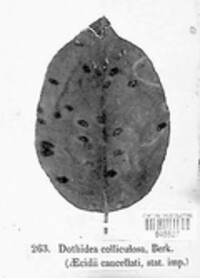 Dothidea colliculosa image